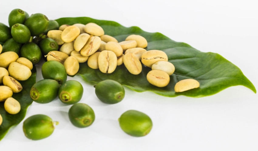 International Coffee Day: Know the amazing health benefits of drinking green tea everyday