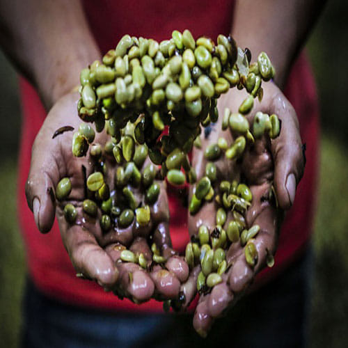 Many Benefits Of Green Coffee Reduces Risk Of Cancer
