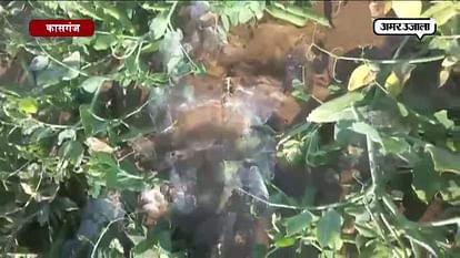 Potato farmers worried for their crops in Kasganj