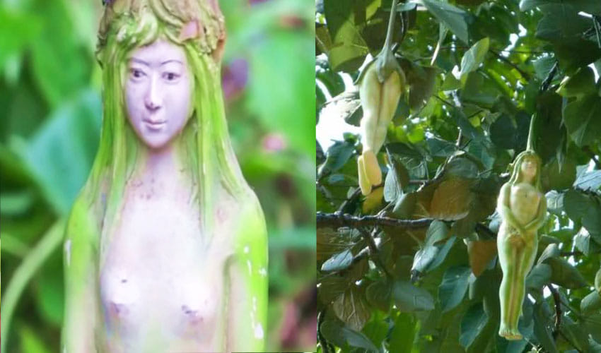 Tree In Thailand Bears Fruits That Look Like Female