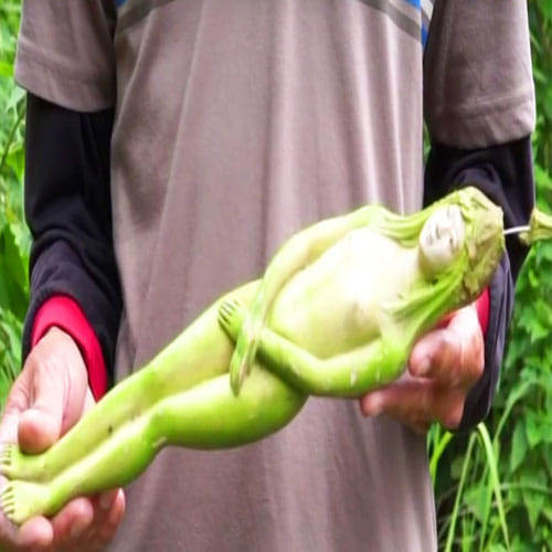 Tree In Thailand Bears Fruits That Look Like Female