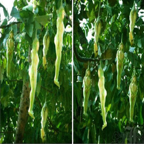 Tree In Thailand Bears Fruits That Look Like Female