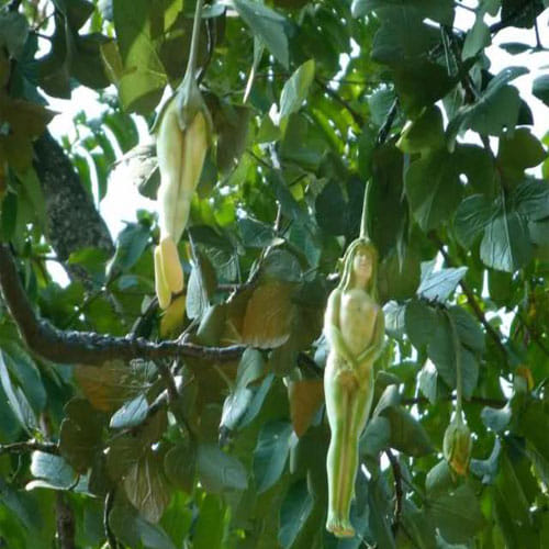Tree In Thailand Bears Fruits That Look Like Female