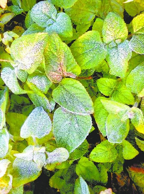 The dew Freezing on the leaves of crops at risk