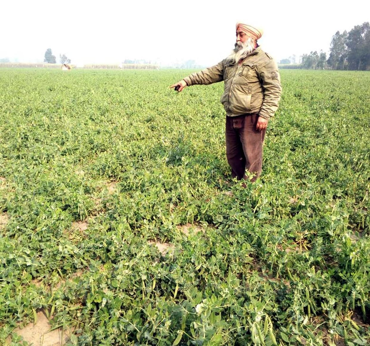 Peas and potato farmers broke the waist