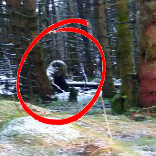 Woman Found British Bigfoot When She Was Walking In Jungle