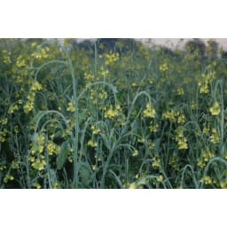 second, day, temparatur,0.-5, cold, crop, 