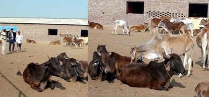 muslim students runing muslim goshala in mewat area