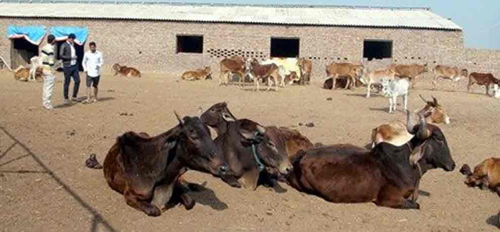 muslim students runing muslim goshala in mewat area