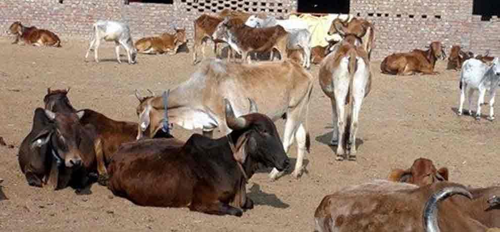 गोशाला में बिजली करंट से 11 गाय मरीं