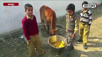 KANPUR MID DAY MEAL FOR ANIMALS
