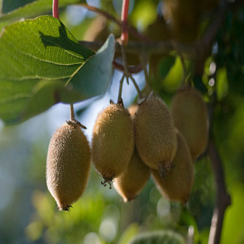 Many Benefits Of Chinese Gooseberry Or Kiwi