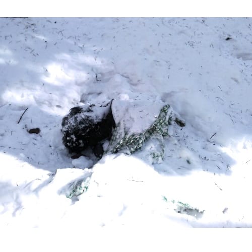NIT Student Found Dead in Snowfall at Shikari Devi, live Photos.