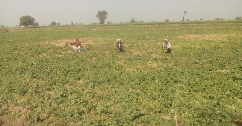 bad effect of frost on potato cropes 