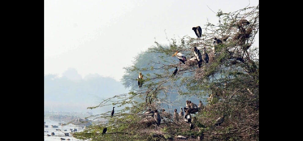These rare birds appeared 90 years later in Sultanpur