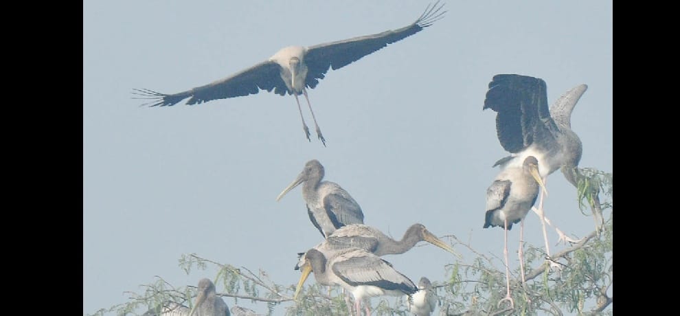 These rare birds appeared 90 years later in Sultanpur