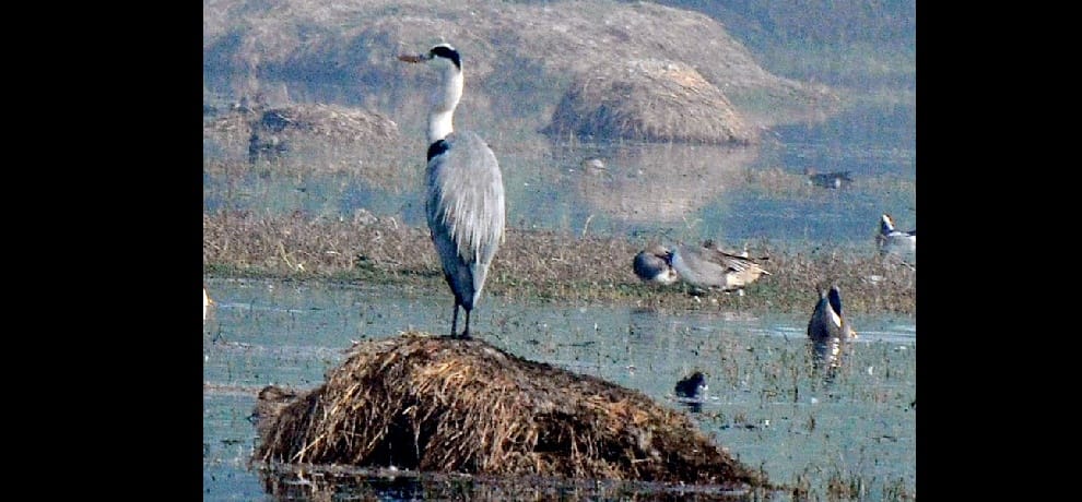 These rare birds appeared 90 years later in Sultanpur