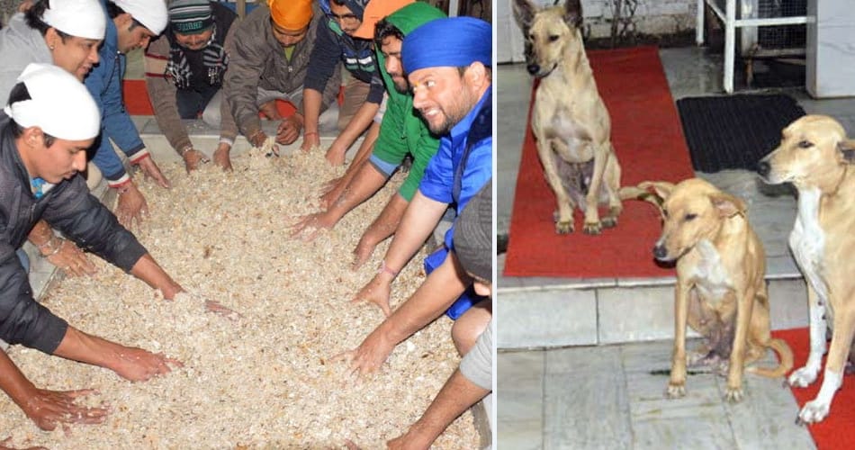 unique mazar in india, popular as naugaja peer baba mazar and daily langar for dogs