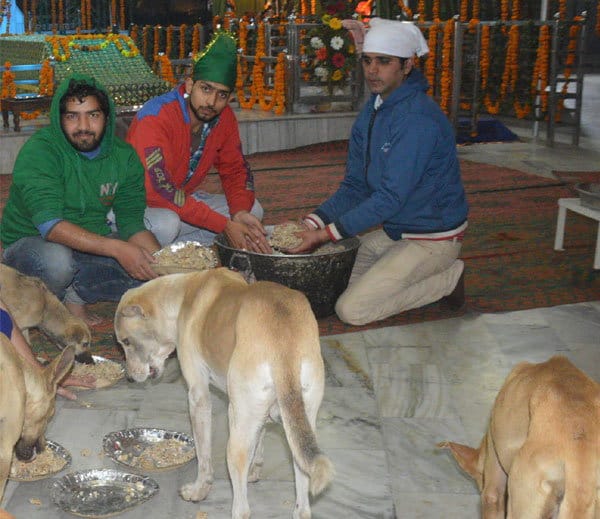 unique mazar in india, popular as naugaja peer baba mazar and daily langar for dogs