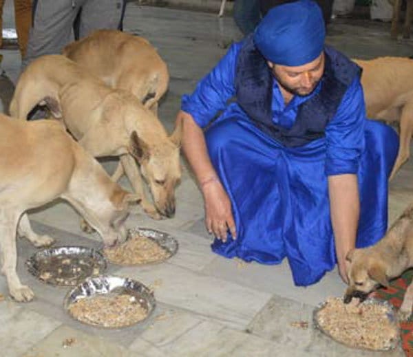 unique mazar in india, popular as naugaja peer baba mazar and daily langar for dogs