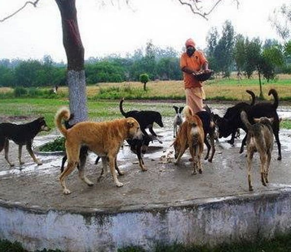 unique mazar in india, popular as naugaja peer baba mazar and daily langar for dogs