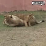 इटावा लायन सफारी