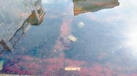 Desperate to see the dirt in the water devotees, worship without bath, kurushetra