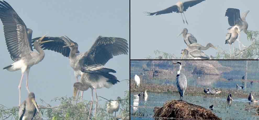 These rare birds appeared 90 years later in Sultanpur