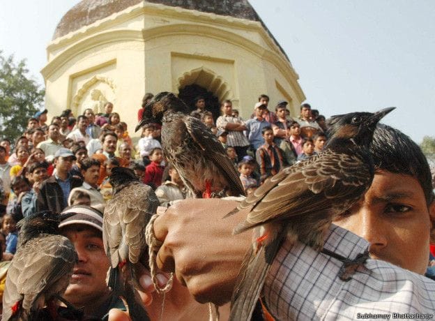 bulbul dangal learn what religious significance