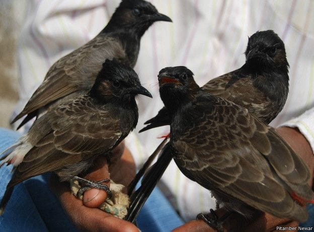 bulbul dangal learn what religious significance