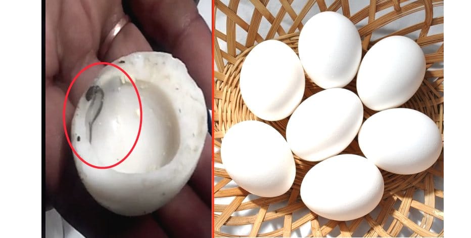 Poisonous worm found in Egg.