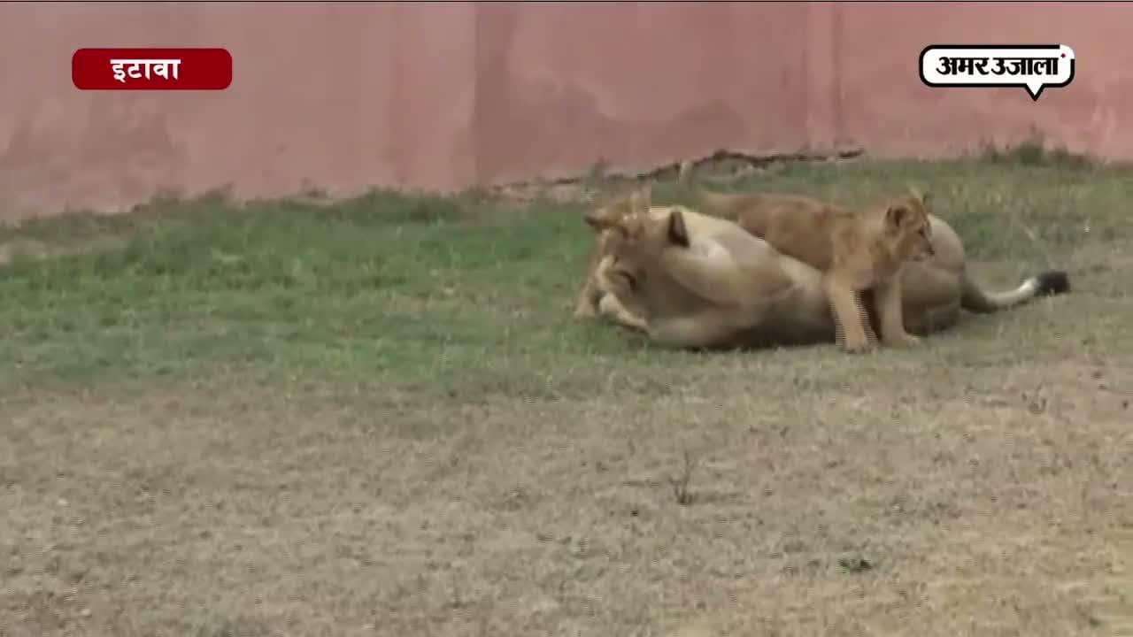इटावा लायन सफारी