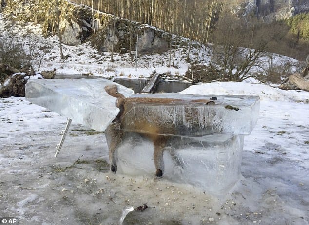 winters break the record that Fox got frozen in the ice