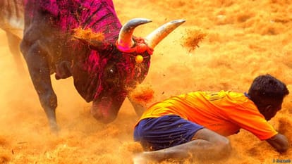 Jallikattu in Madurai was organized after ban