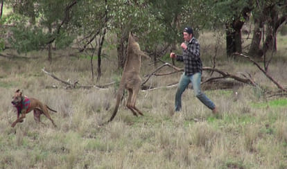 Man Slaps Kangaroo To Save His Pet Dog