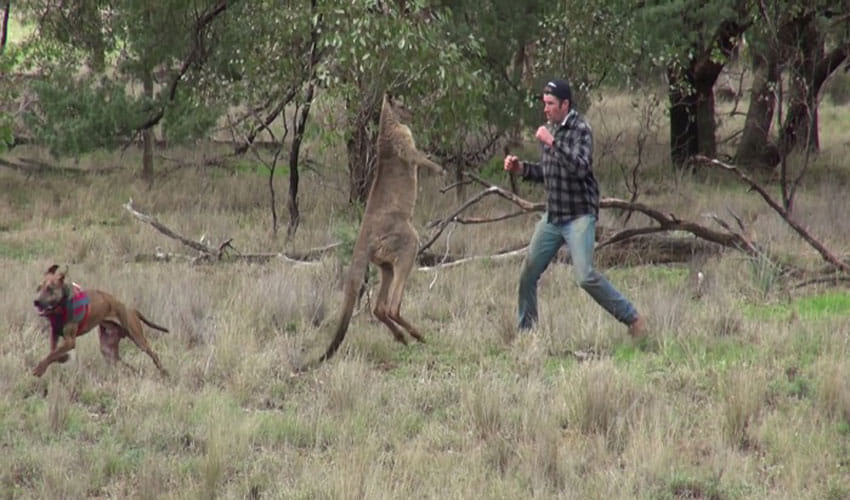 Man Slaps Kangaroo To Save His Pet Dog