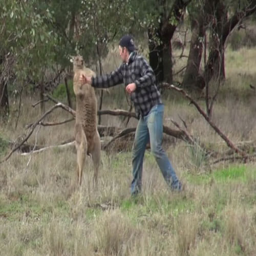 Man Slaps Kangaroo To Save His Pet Dog