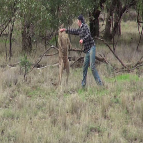 Man Slaps Kangaroo To Save His Pet Dog