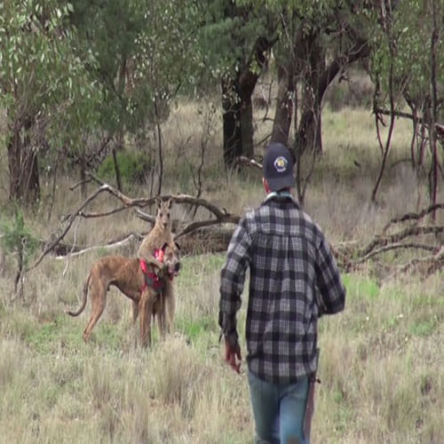Man Slaps Kangaroo To Save His Pet Dog