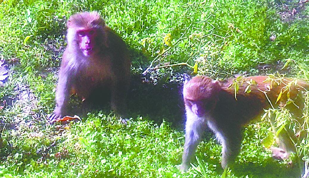 monkeys terror in gurugram attacked on dozen villagers 