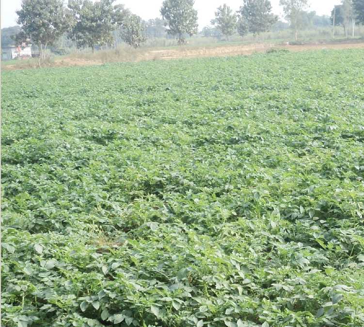 Potato farmers broke the waist