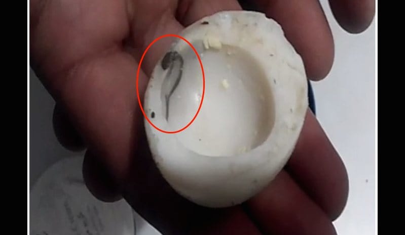 Poisonous worm found in Egg.
