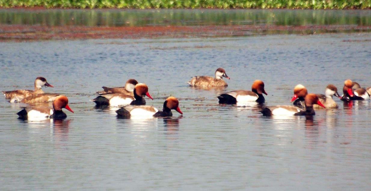 No echoes of birds chirp in Sarda dam