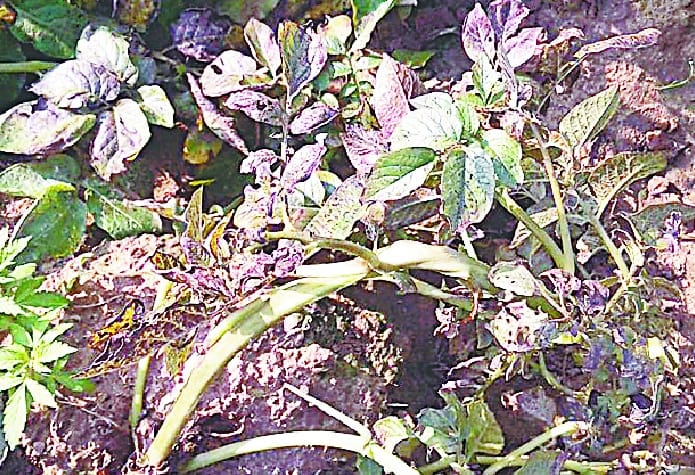 Potato crop due to frost damage