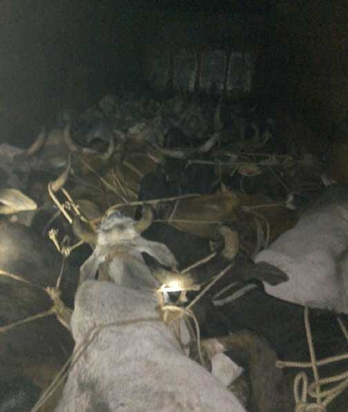 Police arrested the truck, 60 cattle recovered