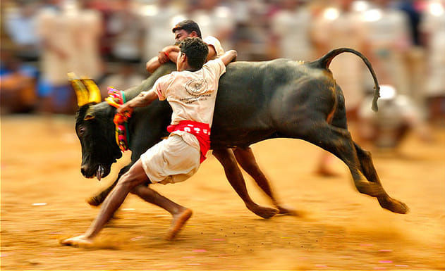  Jallikattu celebrated Despite having ban, 149 detained