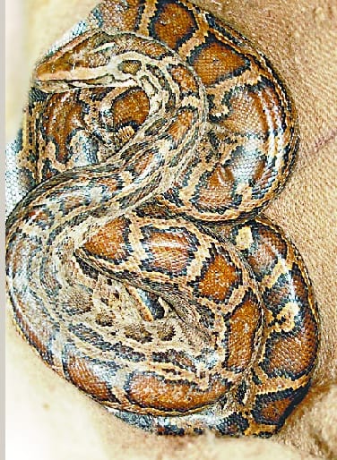 14-foot python caught