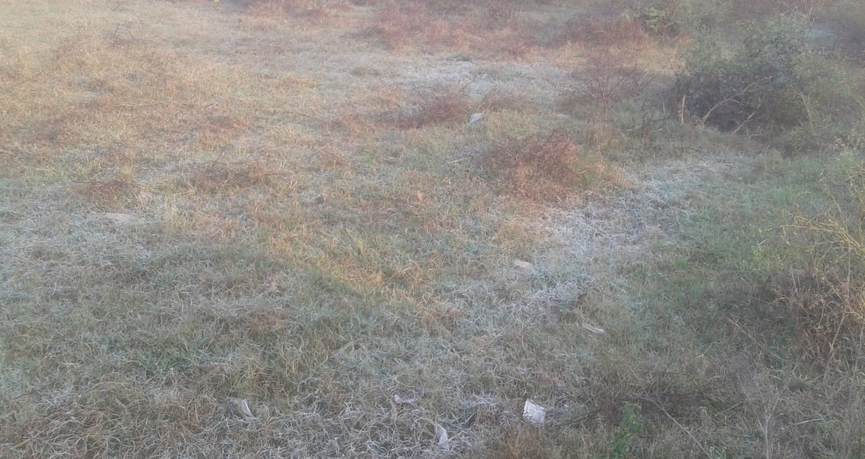 people freezing, frost lying on crop