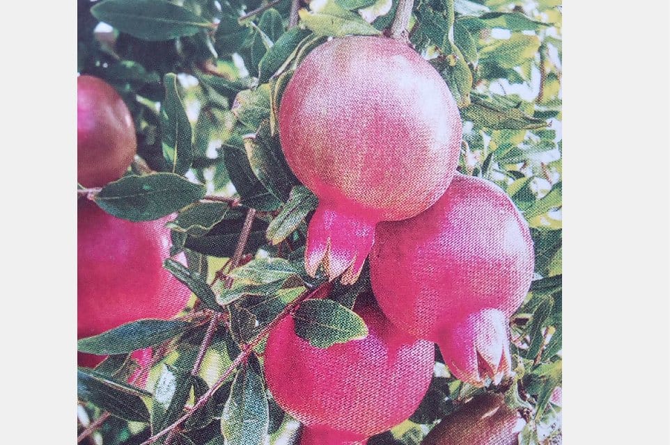 Horticulture Research Center Kullu Developed Seedless pomegranate.