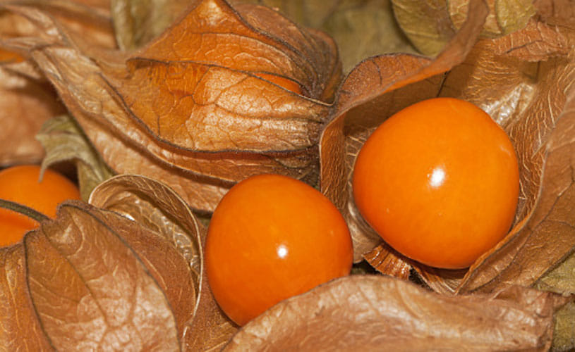 fruit which help controlling your diabetes